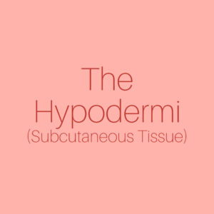 The Hypodermis (Subcutaneous Tissue)