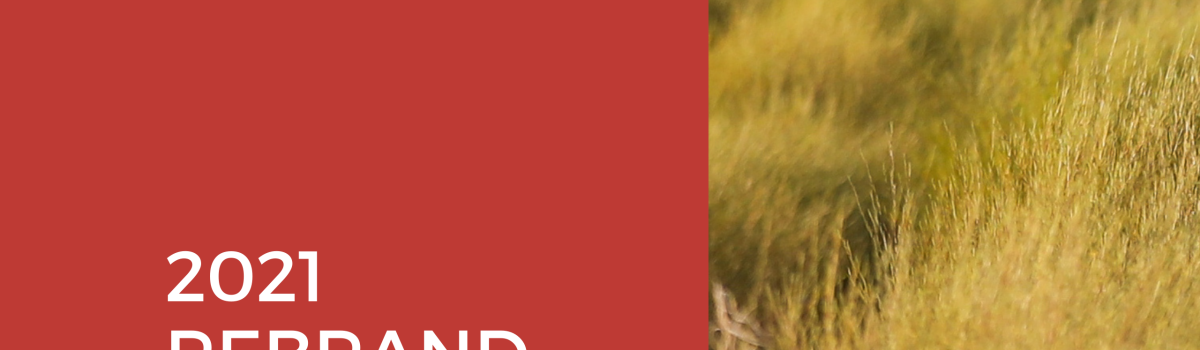 Annique Rooibos | 2021 Rebrand
